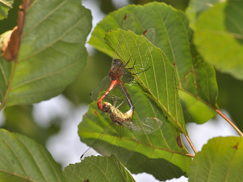 Coppia di Sympetrum